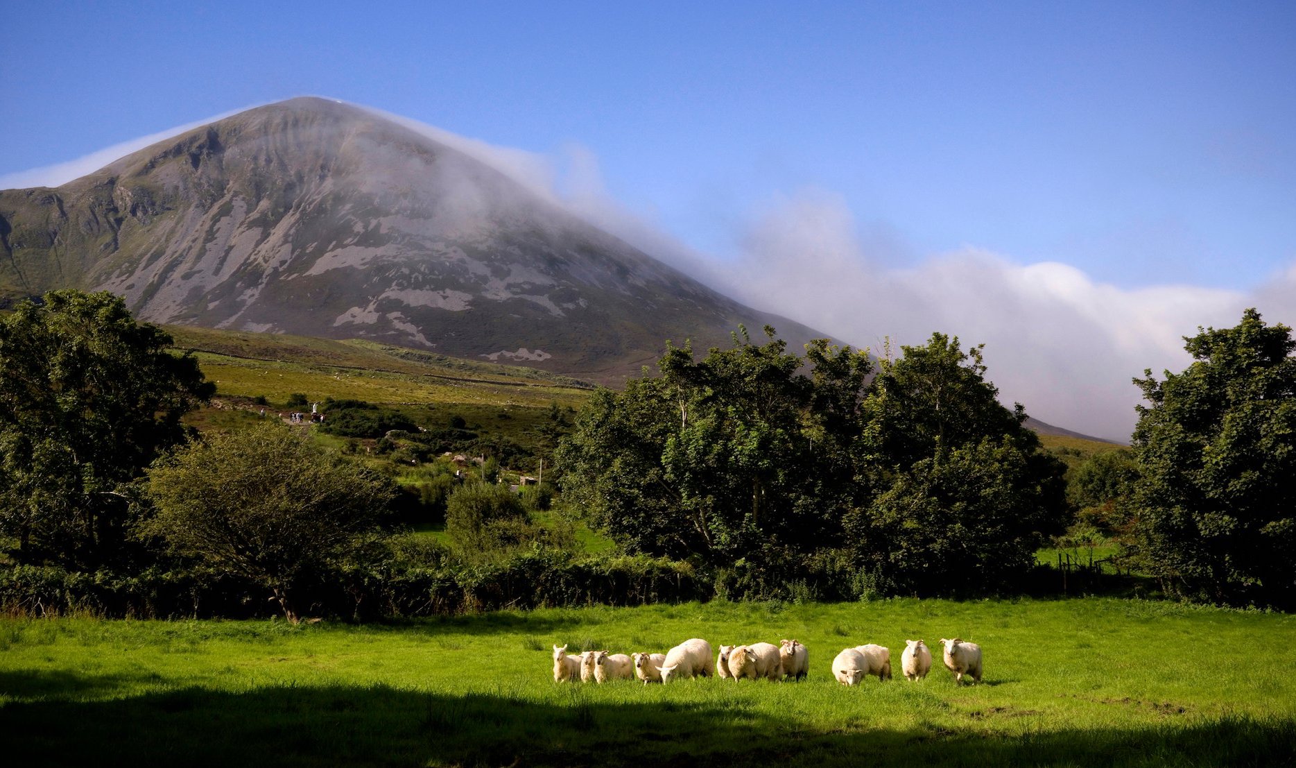trio-sheep-croagh-patrick