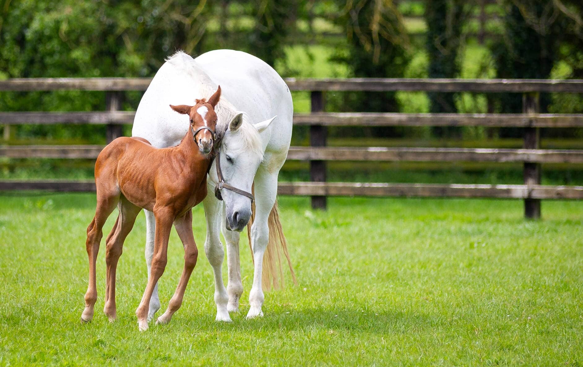 A white mare nuzzling her young foal in a sunlit paddock with wooden fencing and lush greenery at the Irish National Stud.
