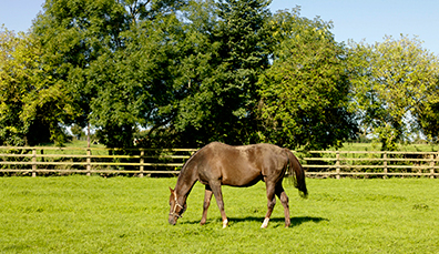 national-stud
